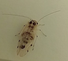 Teliapsocus