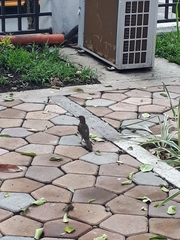 Turdus ignobilis