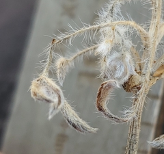 Lupinus lepidus utahensis