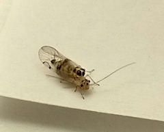 Teliapsocus