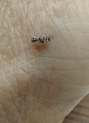 Teliapsocus