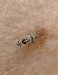 Teliapsocus