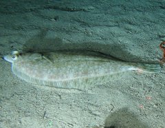 Lepidopsetta bilineata