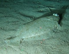 Pleuronectidae