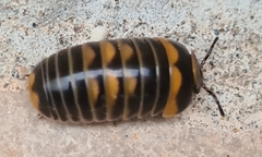 Glomeris pulchra