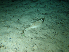 Citharichthys sordidus