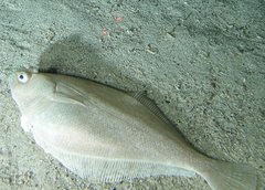 Citharichthys sordidus