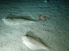 Citharichthys sordidus