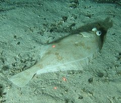 Citharichthys sordidus