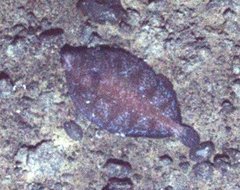 Microstomus bathybius