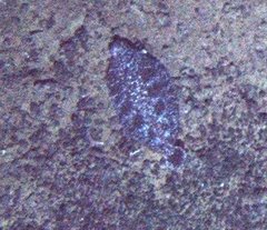 Microstomus bathybius