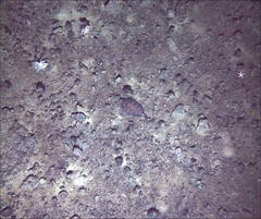 Microstomus bathybius