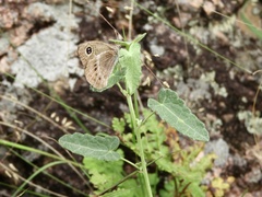 Pampasatyrus gyrtone