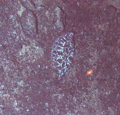Microstomus bathybius