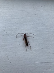 Necydalis laevicollis