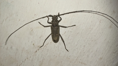 Susuacanga stigmatica
