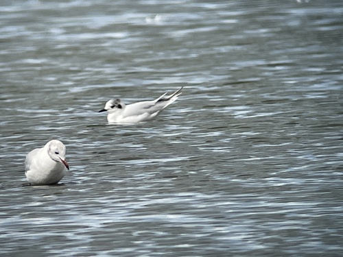 Gaviota enana (Hydrocoloeus minutus)