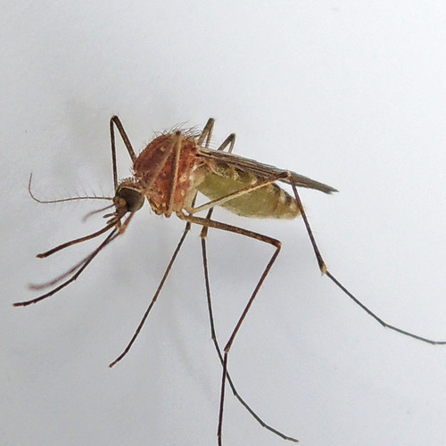 White-dotted Mosquito photo 5