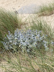 Eryngium maritimum