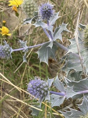 Eryngium maritimum