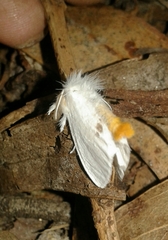 Sphrageidus similis similis