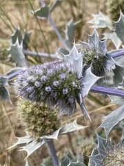 Eryngium maritimum