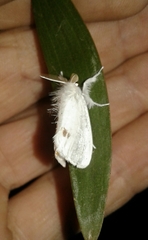 Sphrageidus similis similis