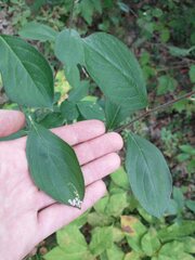 Stigmella oxyacanthella