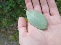 Stigmella oxyacanthella