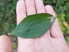 Stigmella oxyacanthella