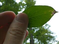 Stigmella oxyacanthella