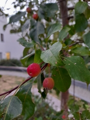 Malus