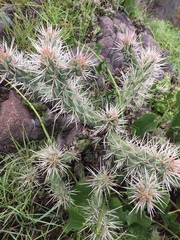 Cylindropuntia