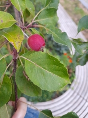 Malus