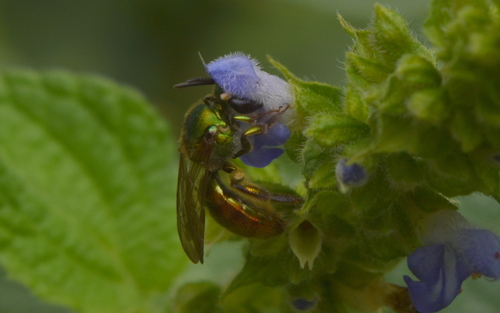 Caenaugochlora flagrans