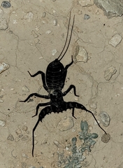 Mastigoproctus giganteus