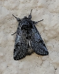 Astiptodonta aonides