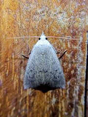 Leucocnemis perfundis