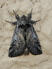 Astiptodonta aonides