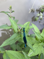 Calopteryx splendens