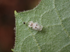 Corythucha confraterna