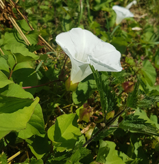 Calystegia silvatica