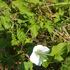 Calystegia silvatica
