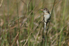Alectrurus risora