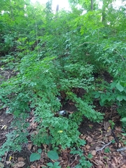 Eleutherococcus sieboldianus