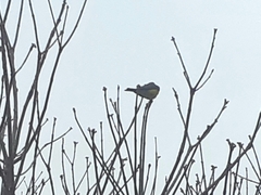 Tyrannus melancholicus