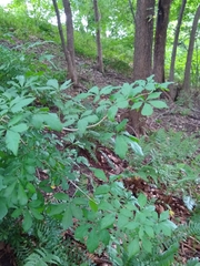 Eleutherococcus sieboldianus