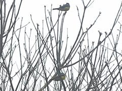 Tyrannus melancholicus