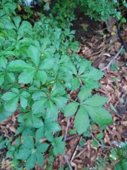 Eleutherococcus sieboldianus