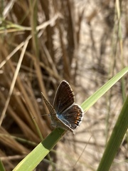 Polyommatus icarus